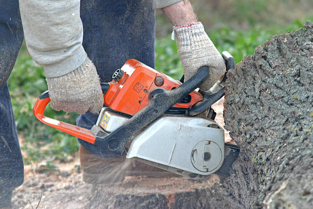 Best Hazardous Tree Removal  in Roberts, WI